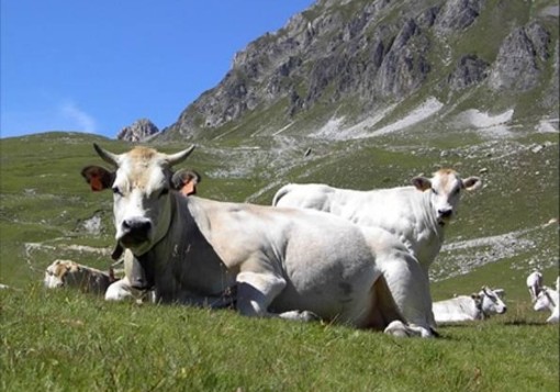 Coldiretti Piemonte: bene i decreti a sostegno della zootecnia