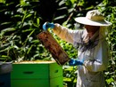 In arrivo due milioni di euro a sostegno degli apicoltori piemontesi