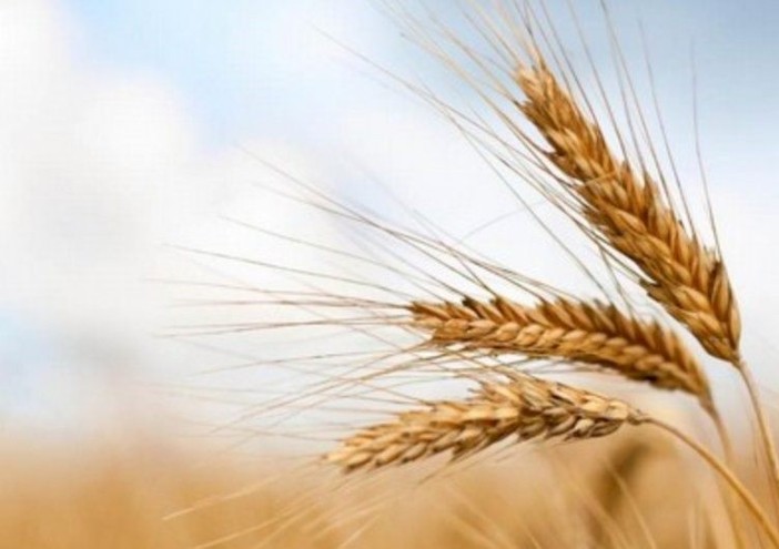 Invasione di grano canadese in Italia: allarme Coldiretti per il rischio di danni al settore agricolo