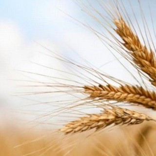 Invasione di grano canadese in Italia: allarme Coldiretti per il rischio di danni al settore agricolo