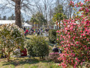 Torna la mostra della camelia invernale