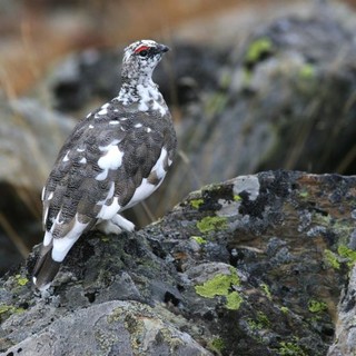 Un maschio di pernice - foto: Dante Alpe