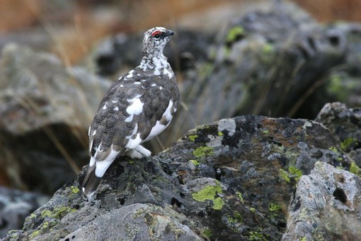 Un maschio di pernice - foto: Dante Alpe