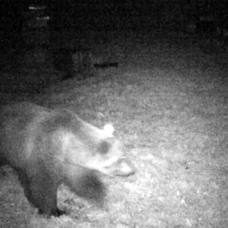 E' quasi sicuramente M29 l'orso visto all'alpe Cortevecchio