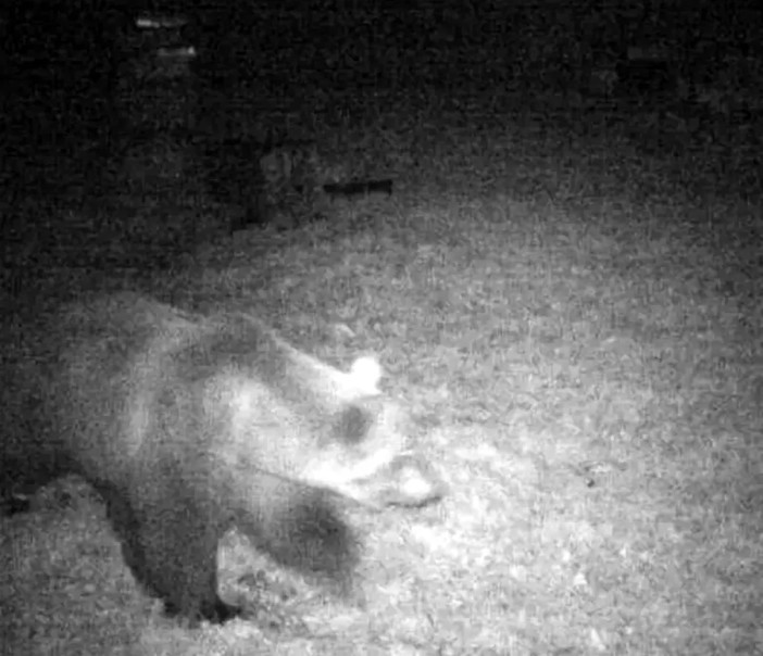 E' quasi sicuramente M29 l'orso visto all'alpe Cortevecchio