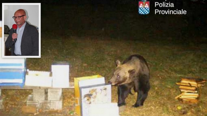 L'orso nelle sue scorribande a Trontano; nel riquadro il sindaco Renzo Viscardi