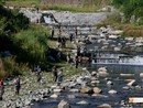 Anche in Canton Ticino gli uccelli ittiofagi razziano i corsi d'acqua