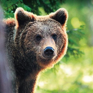 Un libro sulla convivenza tra orso e uomo