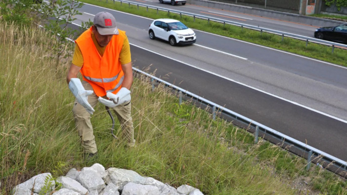 L'Ufficio svizzero delle strade tutela animali e vegetali