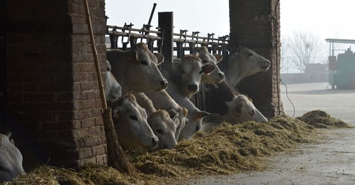 Coldiretti, razza piemontese: servono gli elementi per applicare legge contro pratiche sleali