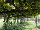 Per le aziende vinicole del Piemonte un bando da 3 milioni