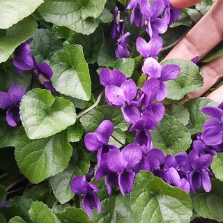 Curiosità. Aspettando la primavera, sbocciano le violette