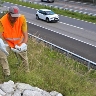 L'Ufficio svizzero delle strade tutela animali e vegetali