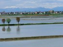 Il clima pazzo penalizza le coltivazioni piemontesi, ma il colpo di grazia arriva dall'inflazione