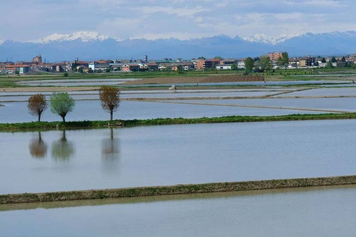 Il clima pazzo penalizza le coltivazioni piemontesi, ma il colpo di grazia arriva dall'inflazione