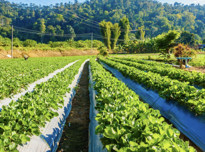 Coldiretti Piemonte: &quot;L'agricoltura sempre più colpita dal cambiamento climatico, servono interventi strutturali&quot;