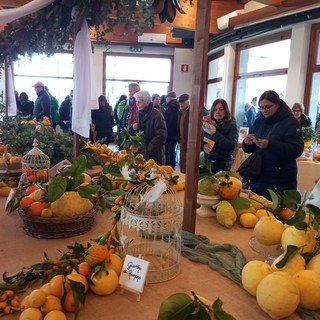 Taglio del nastro per la diciottesima edizione degli &quot;Agrumi di Cannero&quot; FOTO