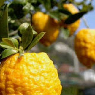 Slow Food protagonista de &quot;Gli agrumi di Cannero&quot; con conferenze e laboratori