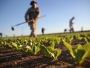 Agricoltura, dalla Giunta regionale 95 milioni per l'attivazione dei bandi dello sviluppo rurale