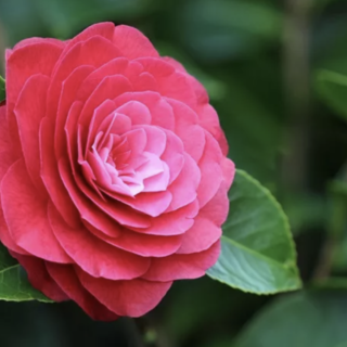 Due giorni alla scoperta della camelia sasanqua tra vivai e collezionisti