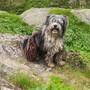 Disperso in Val Grande: ritrovato vivo nei boschi il cane dell'escursionista varesino