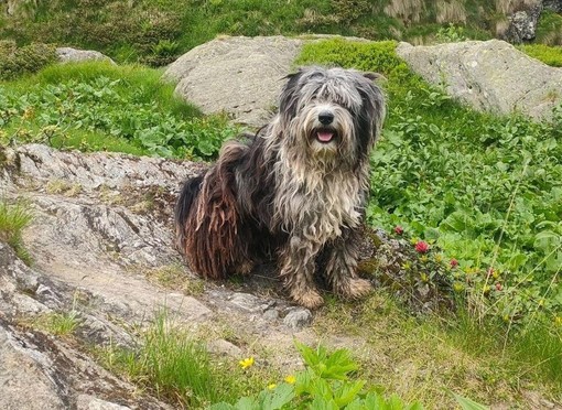 Escursionista ritrovato in Val Grande: ancora nessuna traccia del cane