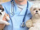 Inaugurato a Intra l’ambulatorio veterinario sociale