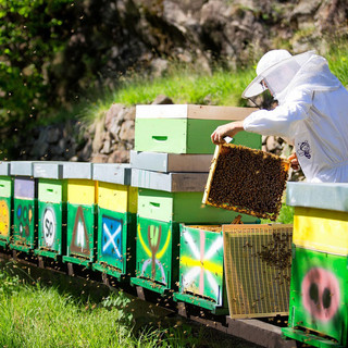 Estate senza miele: produzione crollata del 90%