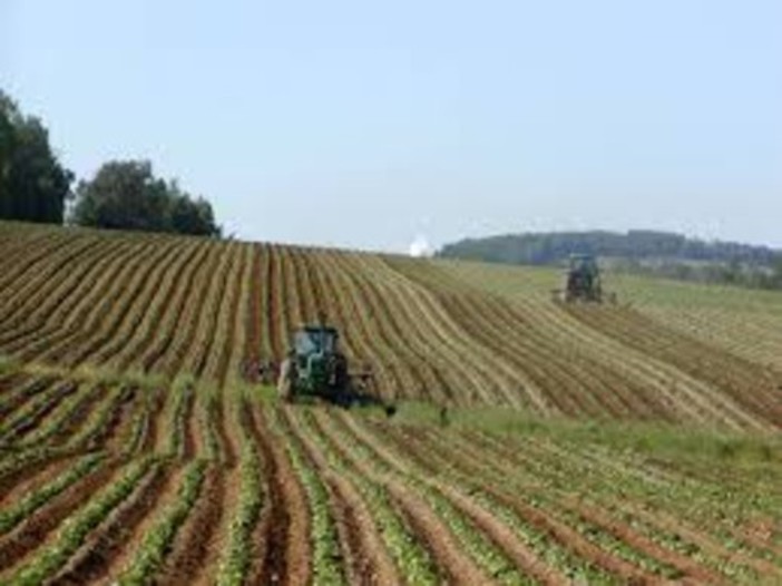 L'allarme di Coldiretti Piemonte: &quot;Mancano 100mila lavoratori nei campi&quot;