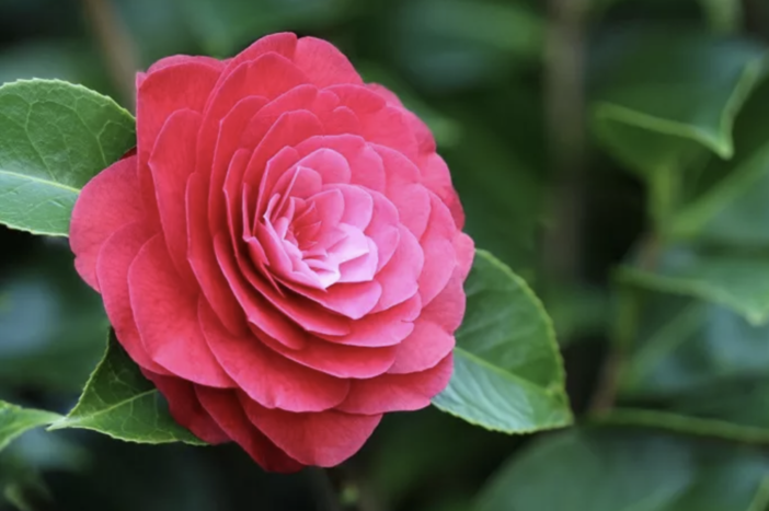 Due giorni alla scoperta della camelia sasanqua tra vivai e collezionisti