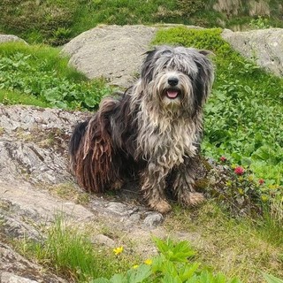 Escursionista ritrovato in Val Grande: ancora nessuna traccia del cane