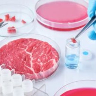 Carne artificiale, Coldiretti: &quot;L'opposizione alla legge va contro la scienza e la salute dei citadini&quot;