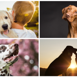 Oggi, 26 agosto, Festa del Cane: un amico fedele.