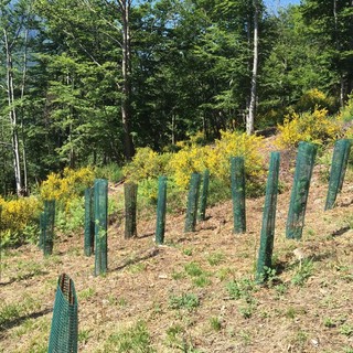 Il Piemonte celebra la Festa degli Alberi ampliando il record delle piante monumentali: 80 in più