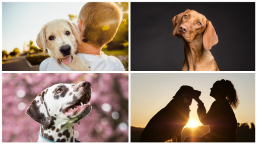 Oggi, 26 agosto, Festa del Cane: un amico fedele.