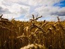 &quot;Prezzo del pane in aumento, serve etichetta d’origine&quot;