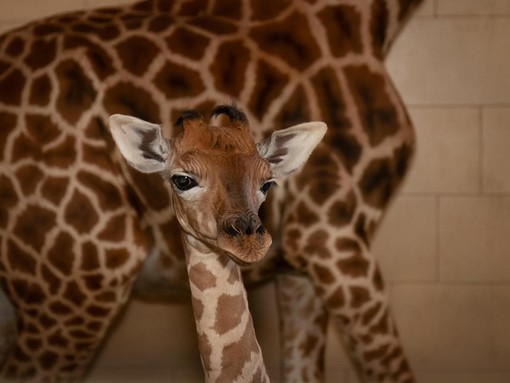 Il miracolo della vita si ripete al Safari Park Lago Maggiore: nasce una piccola giraffa