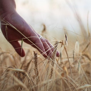 Giovani in agricoltura, ecco 11,6 milioni di euro a sostegno di aziende under 41: c'è anche Biella