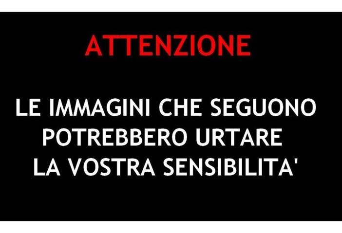 A caccia a bordo di un'auto come se fosse un safari, scoperti dalla Provinciale due cacciatori FOTO E VIDEO