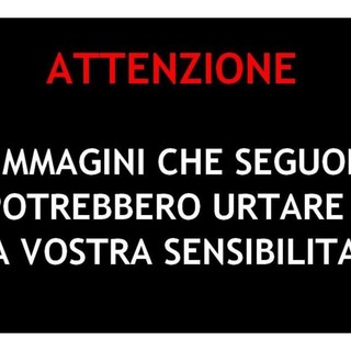 A caccia a bordo di un'auto come se fosse un safari, scoperti dalla Provinciale due cacciatori FOTO E VIDEO