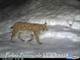 In un video della Polizia Provinciale ripresa una lince in Ossola VIDEO