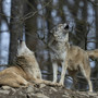 Monitoraggio del lupo: esemplari individuati in 49 comuni del Vco