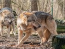 In un mese uccisi in Vallese 21 lupi