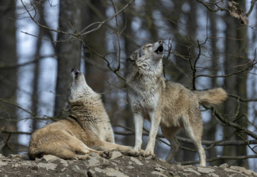 Sui lupi Italia Nostra critica allevatori ed Ente Parco Aree Protette dell'Ossola