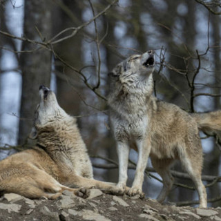 Sui lupi Italia Nostra critica allevatori ed Ente Parco Aree Protette dell'Ossola