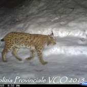 In un video della Polizia Provinciale ripresa una lince in Ossola VIDEO