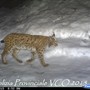 In un video della Polizia Provinciale ripresa una lince in Ossola VIDEO