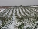 Coldiretti: &quot;L'arrivo della neve è importante, ma non può risolvere tutti i problemi&quot;