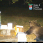 Confermata la presenza dell'orso bruno nel Parco Nazionale Val Grande: il monitoraggio prosegue