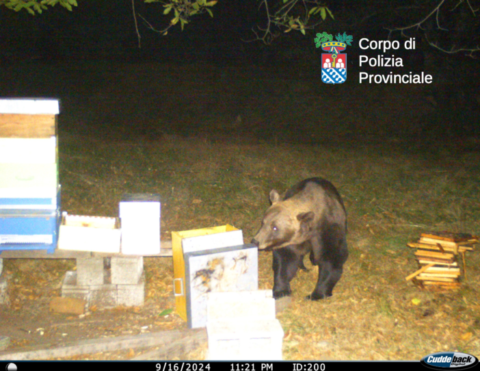 Trontano, un appostamento della polizia provinciale per monitorare l'orso FOTO e VIDEO